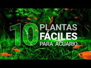 10 plantas fáciles para acuarios (sin CO2 ni sustrato nutritivo) – Guía para principiantes