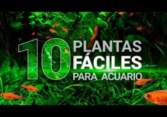 10 plantas fáciles para acuarios (sin CO2 ni sustrato nutritivo) – Guía para principiantes