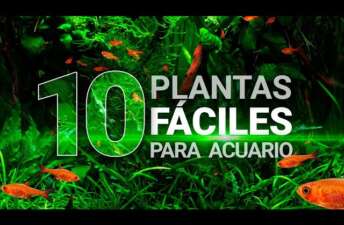 10 plantas fáciles para acuarios (sin CO2 ni sustrato nutritivo) – Guía para principiantes