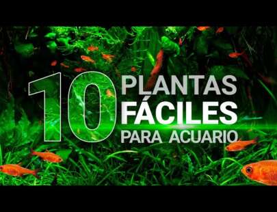 10 plantas fáciles para acuarios (sin CO2 ni sustrato nutritivo) – Guía para principiantes
